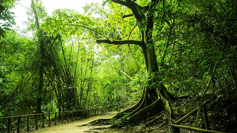 Parque Municipal de Maceió: total contato com a natureza